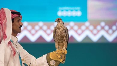 رحلة بحرية تتحول إلى صفقة العمر.. سعودي يصطاد "شاهين فرخ" داخل البحر الصقر شاهين فرخ