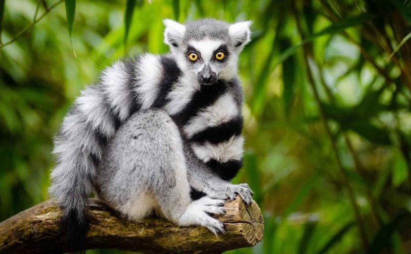 حيوان الليمور