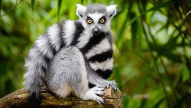 حيوان الليمور