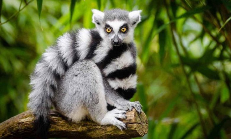 فيديو لمخلوق غريب يبدو للوهلة الأولى "عفريتا" بعينين جاحظتين حيوان الليمور