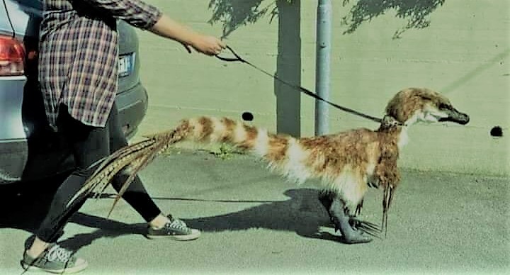 «إيه الكائن ده؟».. حيوان غريب يثير دهشة المواطنين حول العالم كائن غريب