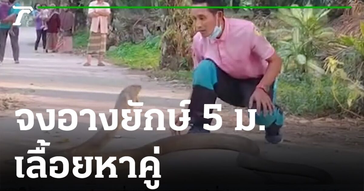 فيديو خطير.. يمسك "كوبرا" عملاقة بيديه فقط maxresdefault 60