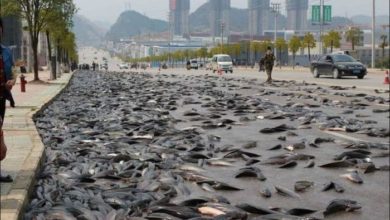 سمك من السماء