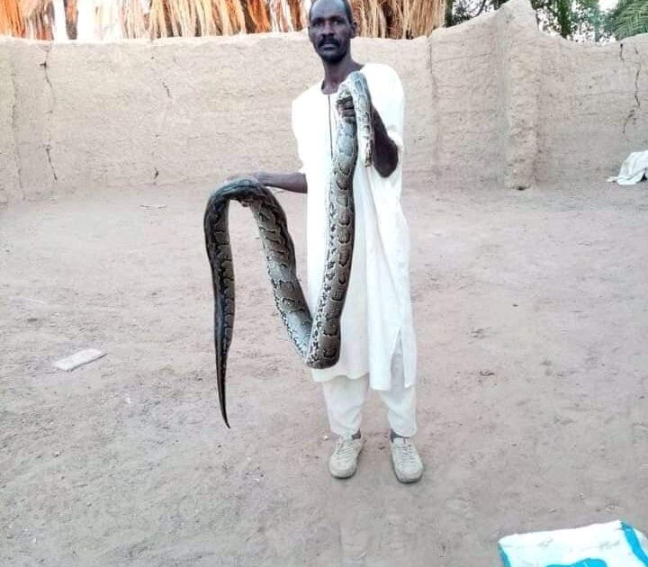 اصطياد "أصلة" ضخمة بنهر النيل تتسبب في خسائر كبيرة للسكان IMG 20220215 WA0001