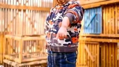 محمد عيد قزم السينما