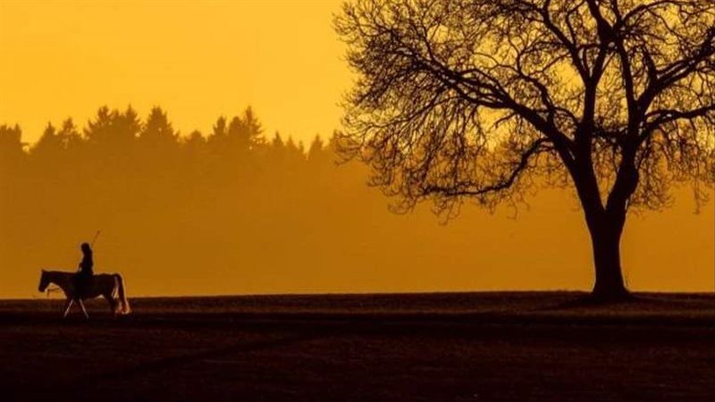 هربا من أسعار الوقود.. فرنسي يستخدم حصانا للذهاب إلى عمله حصان