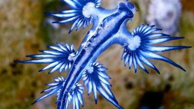 52b7c5a3 e509 40d6 b4f6 56958b881f59