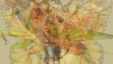 emarat news 2022 03 21 19 56 39 300166 768x432.jpg