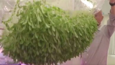 زراعة بدون تربة