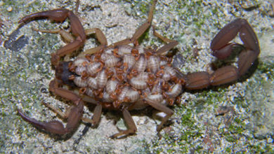 ولادة العقرب