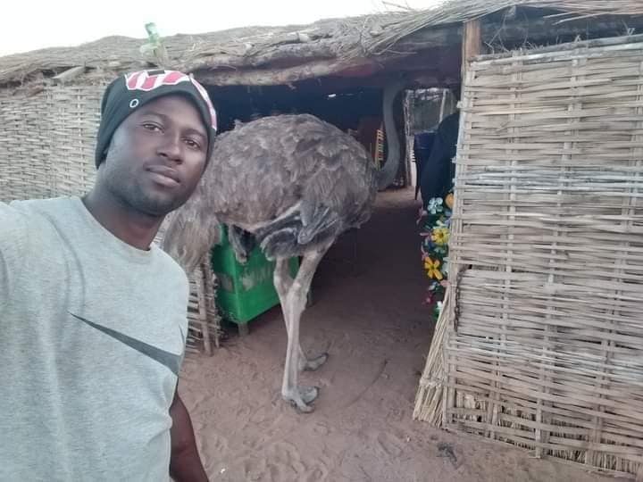 النعام يتجول في أسواق ولاية سودانية..باحث سوداني يكشف عن السبب النعام في السودان