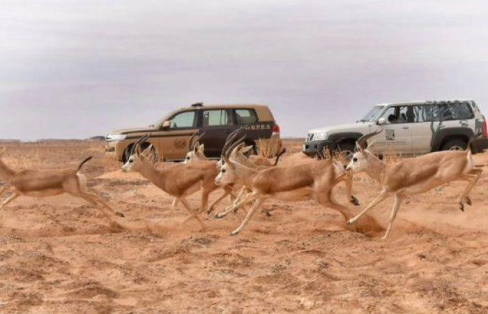 رابع أكبر محمية برية في العالم.. هيئة تطوير محمية الملك سلمان تطلق فعاليات "اكتشف حرة الحرة" محمية الملك سلمان