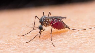 السودان: الملاريا تفتك بسكان القضارف وتسجيل آلاف الحالات خلال أسبوع 133 210558 world health organization fighting malaria 700x400