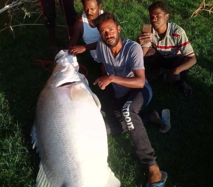 تزن 100 كيلو غراماً..صيد سمكة كبيرة و ضخمة بسد مروي FB IMG 1648921945261