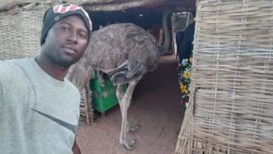 النعام في السودان