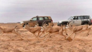 رابع أكبر محمية برية في العالم.. هيئة تطوير محمية الملك سلمان تطلق فعاليات "اكتشف حرة الحرة" محمية الملك سلمان