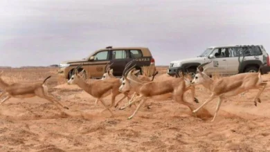 محمية الملك سلمان