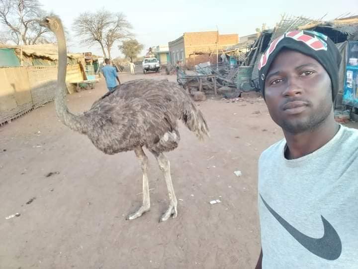 النعام يتجول في أسواق ولاية سودانية..باحث سوداني يكشف عن السبب نعام السودان