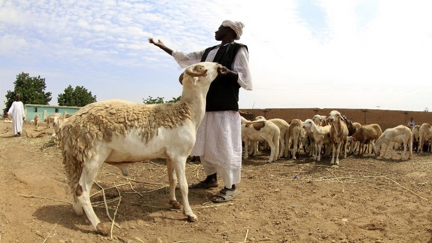 أسواق الأضاحي في السودان يشهد ازدهارًا رغم التحديات الاقتصادية خروف