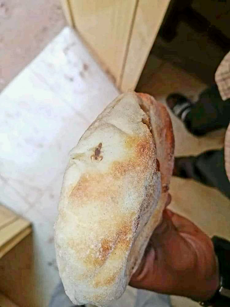 بالصورة.. في حادثة مُثيرة للدهشة.. مواطن يعثر على (عقرب) داخل رغيفة من أحد أفران “بحري” عقرب عيش رغيف خبز