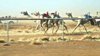 غداً… السودان يدخل سباق الهجن وفعاليات المصارعة بـ الرياض 2025 100 012641 auspices uae sudanese camel races launched 700x400