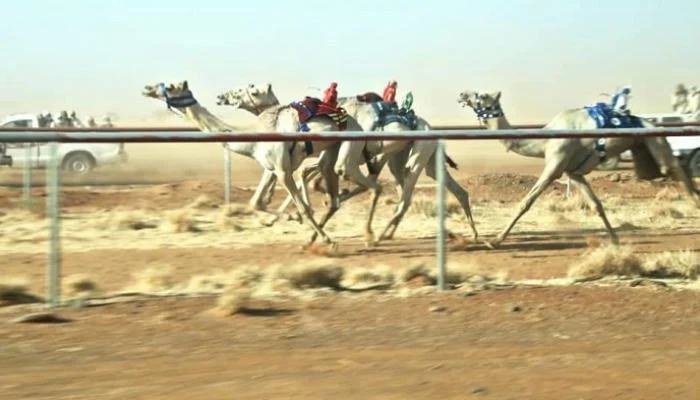 100 012641 auspices uae sudanese camel races