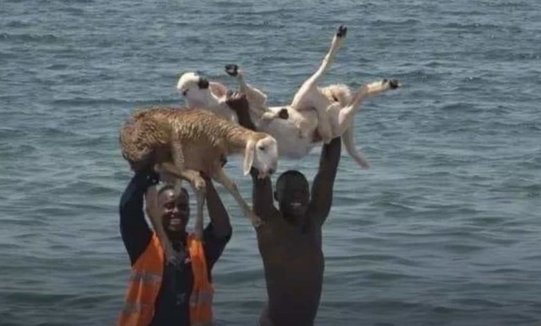 صورة طريفة..سودانيان يصطادان الخراف بدلاً عن السمك عقب غرق السفينة المحملة بالمواشي خراف خروف