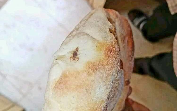 بالصورة.. في حادثة مُثيرة للدهشة.. مواطن يعثر على (عقرب) داخل رغيفة من أحد أفران “بحري” عقرب عيش رغيف خبز