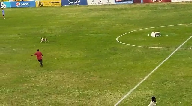 شاهد بالفيديو.. في موقف مثير للضحك.. (كلب) يفاجىء الجماهير ويقطع مباراة الهلال وتوتي في مواجهة حسم لقب دوري الممتاز كلب يقتحم مباراة الهلال و توتي