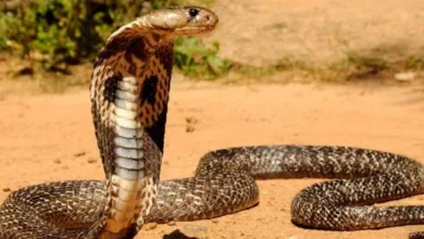 معلومات عن أفعى الكوبرا
