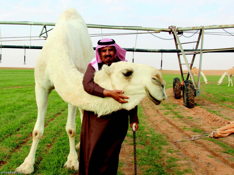 شاهد بالفيديو.. وسط تصفيق وإشادة السعوديين.. مغترب سوداني يهدي محافظ سعودي ناقة غالية الثمن ناقة 768x575 1