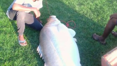 اصطياد سمكة عجل ضخمة