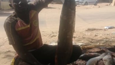 IMG 20221031 WA0016 540x470 1