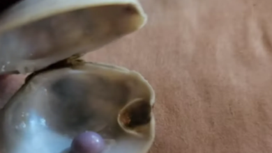 لؤلؤة 780x470 1