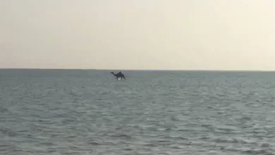 8ed22e749e82f94aaf2a4e6435a8d1d5