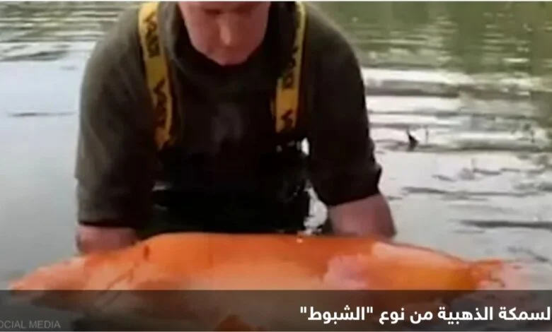 سمكة ذهبية.. وزنها أكثر من 30 كيلوغراما Screenshot ٢٠٢٢١١٢٨ ٠٩٤١٠٦ Chrome 780x470 1 jpg