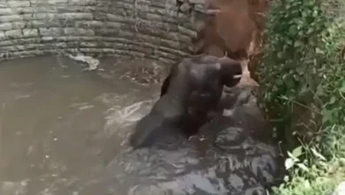 bf927bf3624a0c98e84dd1bda95d5493