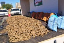 الشمالية : إنشاء فرق خاصة لمكافحة الانشطة الليلية لترويج المخدرات مخدرات 768x432 1