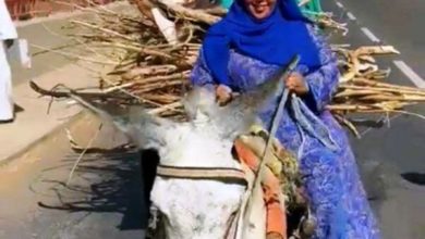 ندى القلعة 600x470 1