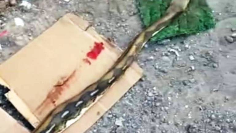 أفعى مقتولة