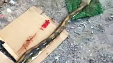 أفعى مقتولة