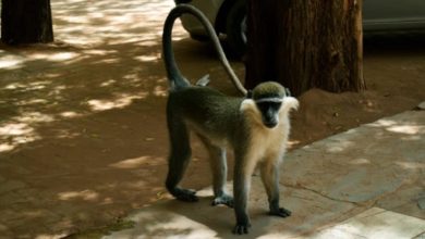 قرد في جامعة الخرطوم