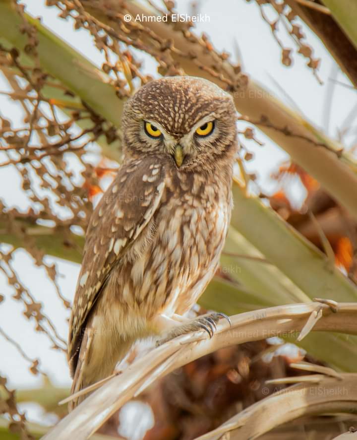 شاهد: صانع محتوى يكشف سبب خوف البدو من البومة.. ويوضح سر الاستعاذة من الشيطان عند رؤيتها FB IMG 1691750103829