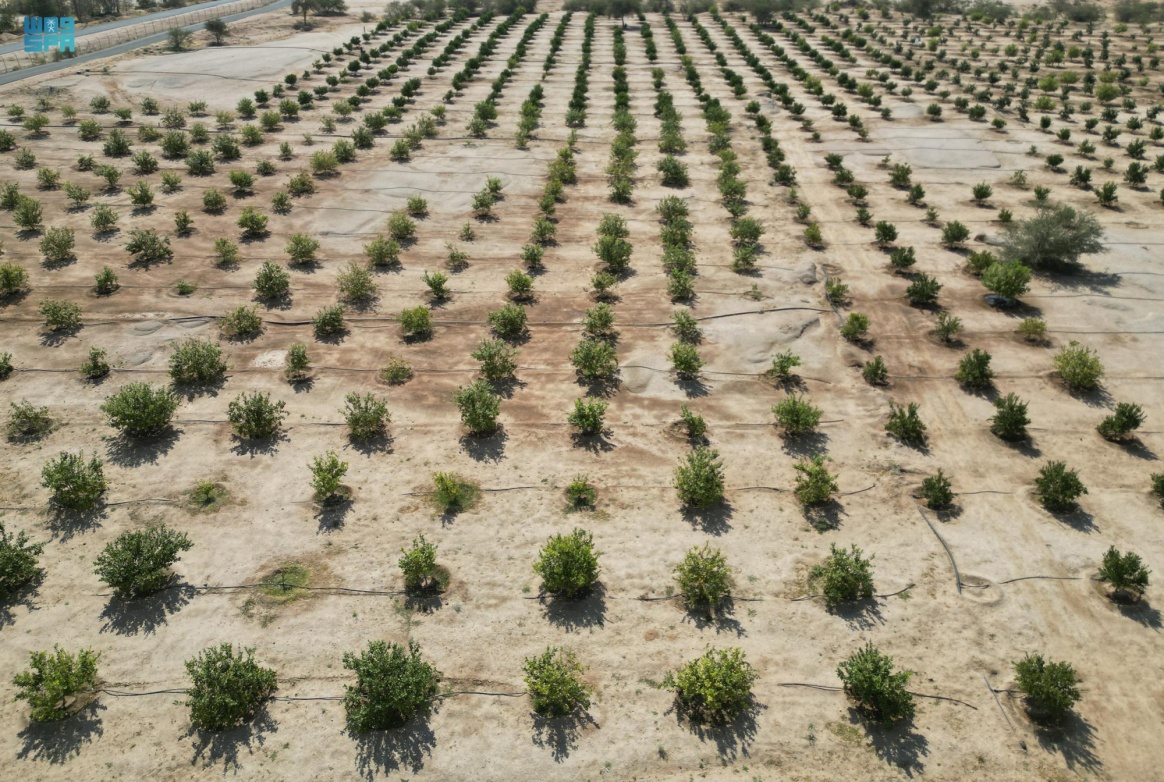 "غينيس" تصنف مزرعة سعودية "الأكبر بالعالم" تنزيل 1