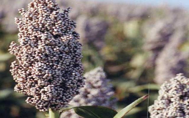 الكسرة بتاعة الكاكاو دي ما حلوة .. جدل الولايات وبنات الخرطوم فتريتة 1