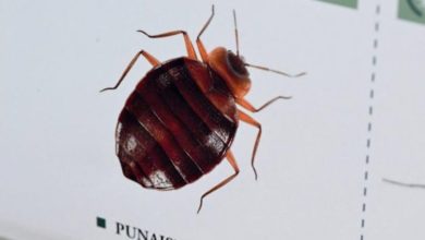 133 190948 france morocco confronts bed bugs 700x400