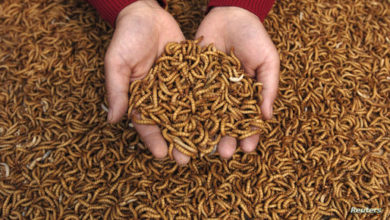 2007 04 12T000000Z 2108357449 GM1DVAFYSGAA RTRMADP 3 CHINA