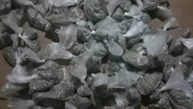 مكافحة المخدرات بسنار تُحبط تهريب 2000 رأس حشيش FB IMG 1700942875453