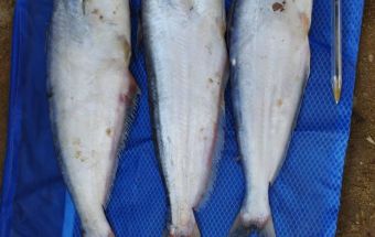 1704026119 562524 E7XbhnFcYt6QLKCge v4Yyq1xfT 94 H