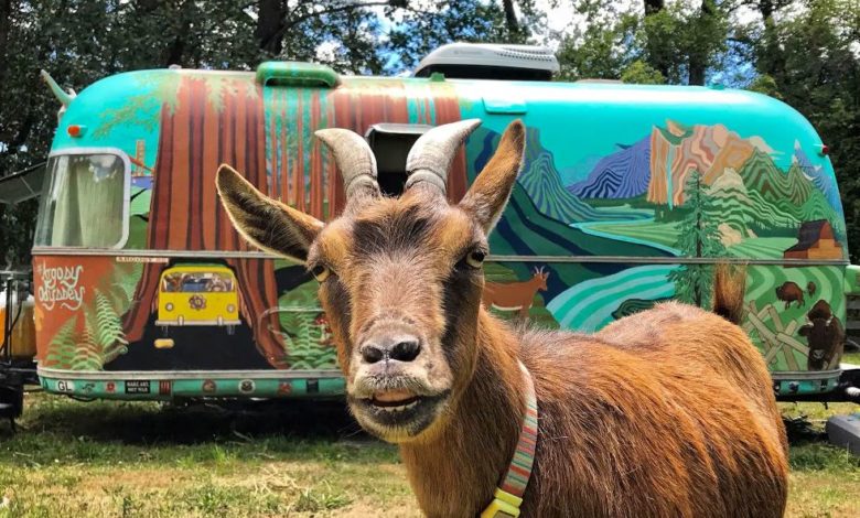 بتسافر وتتفسح.. فرانكى "معزة" أليفة زارت جميع القارات إلا واحدة 240864 فرانكى